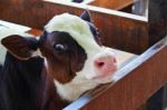 Cow Stock Photo