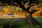 Autumn Sunshine On An Oak Tree In The Ashdown Forest Stock Photo