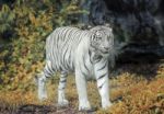 White Tiger Stock Photo