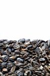 Sunflower Seeds  Stock Photo