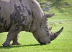 Image Of A Rhinoceros Eating The Grass On A Field Stock Photo