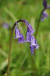 Bluebells Stock Photo