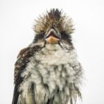 Kookaburra Gracefully Resting During The Day Stock Photo