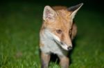 Wild Red Fox Stock Photo