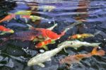 Beautiful Koi Fish Stock Photo