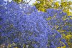 Colourful Blooming Jacaranda Tree Stock Photo