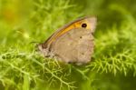 Meadow Brown (maniola Jurtina) Butterfly Insect Stock Photo