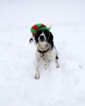 Dog In A Christmas Hat Stock Photo