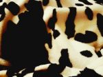 Cow Print Texture Stock Photo