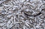 Fresh Anchovies Fish On Ice Exposition At The Seafood Market In Stock Photo