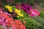 Azaleas In Full Bloom Stock Photo