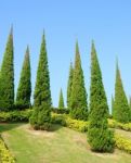 Pine Trees In Garden Stock Photo