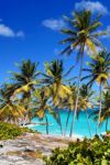 Tropical Beach With Palm Trees Stock Photo