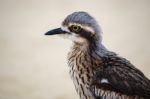 Bush Stone-curlew Resting On The Beach Stock Photo