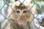 Monkey Behind Fence Stock Photo