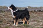 Dog On The Beach Stock Photo