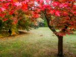 Acer Tree Leaves Changing Colour In Autumn Stock Photo