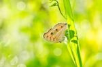 Butterfly In Green Nature Stock Photo