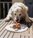 The Birthday Celebration Of My Golden Dog Stock Photo