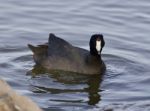 Beautiful Image With Amazing American Coot In The Lake Stock Photo