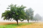 Orchard In The Mist Stock Photo