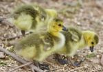 Beautiful Background With Several Cute Funny Chicks Of Canada Geese Stock Photo