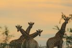 Giraffe - African Wildlife Background - Shapes And Poses In Nature Stock Photo