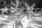 Kangaroo Outside During The Day Stock Photo