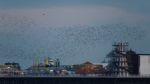 Brighton, East Sussex/uk - January 26 : Starlings Over The Pier Stock Photo