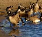 Beautiful Canada Geese On The Beach Stock Photo