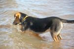 Mongrel Dog Puppy Playing On The Beach Stock Photo