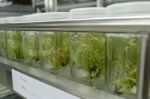 Plant Tissue Culture Stock Photo