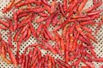 Red Hot Chili Peppers Drying Stock Photo