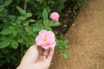 Hand On Pink Rose In The Garden Stock Photo