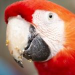 Close Up Of The Macaw Bird Stock Photo