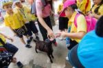 Primary Students Visit The Zoo, In The Jul 27, 2016. Bangkok Thailand Stock Photo