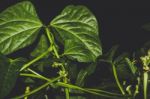 Beanstalk Leaves At Night Stock Photo