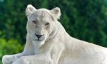 Image Of A White Lion Looking At Camera In A Field Stock Photo