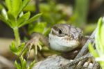 Large Psammodromus (psammodromus Algirus) Lizard Stock Photo