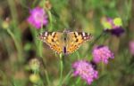 One Simple Butterfly Stock Photo