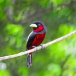 Black-and-red Broadbil Stock Photo