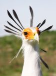 Secretary Bird Stock Photo