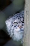 Pallas's Cat (otocolobus Manul) Stock Photo