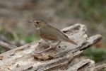 Rufous-tailed Robin Stock Photo