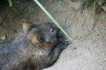 Adorable Large Wombat During The Day Looking For Grass To Eat Stock Photo