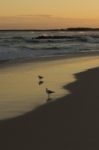 Seagulls On The Beach Stock Photo