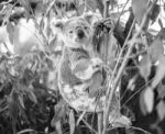 Koala In A Eucalyptus Tree. Black And White Stock Photo