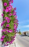 Hanging Pink Spanish Daisies On Wall Near Street Stock Photo