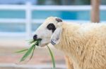 Sheep Stock Photo