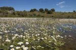 Landscape With Temporary Pond Stock Photo